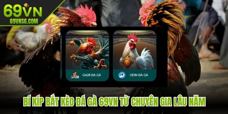 Bí kíp bắt kèo đá gà 69VN từ chuyên gia lâu năm