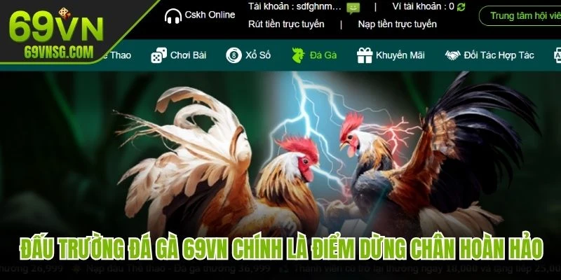 Đấu trường đá gà 69VN chính là điểm dừng chân hoàn hảo